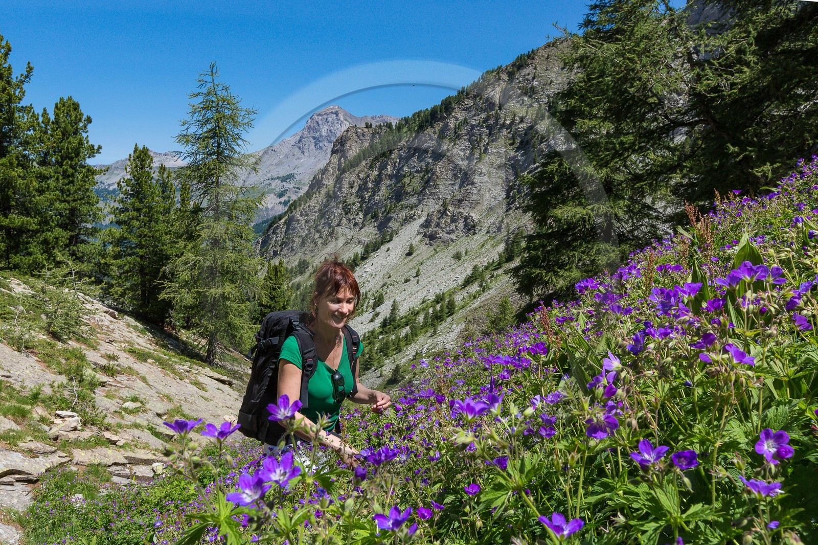 Ubaye, Vallon du Laverq, géranium des bois, Geranium sylvaticum