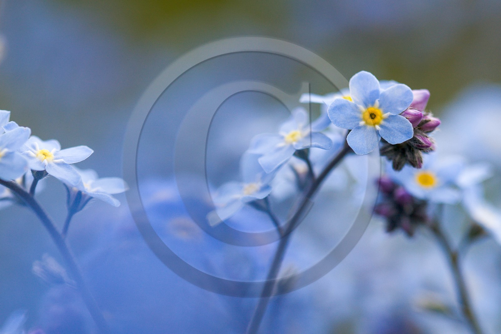 Myosotis