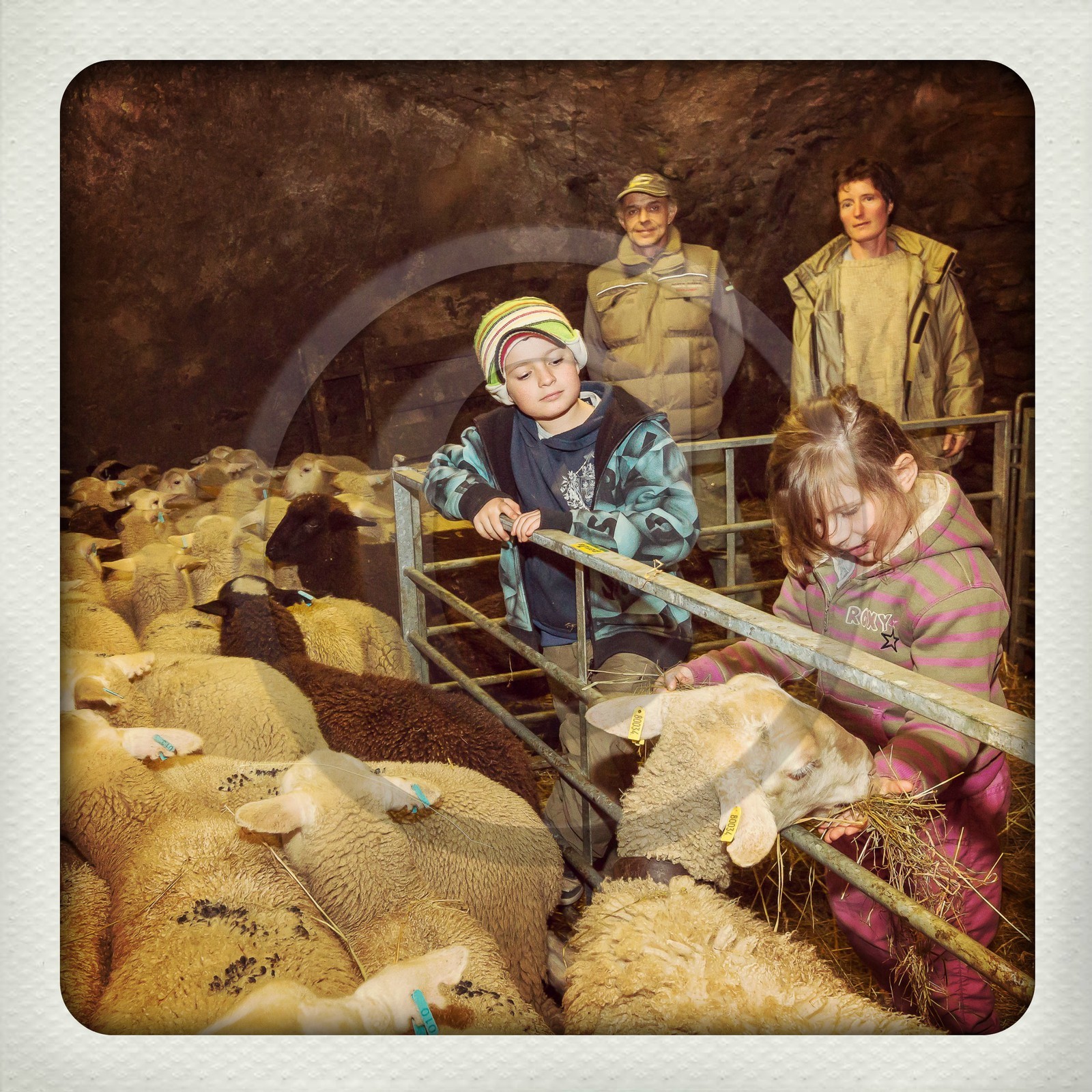 Le Desert, Christine Hustache et Yves Puissant avec leurs enfants Manon et Gaspard, éléveurs ovins