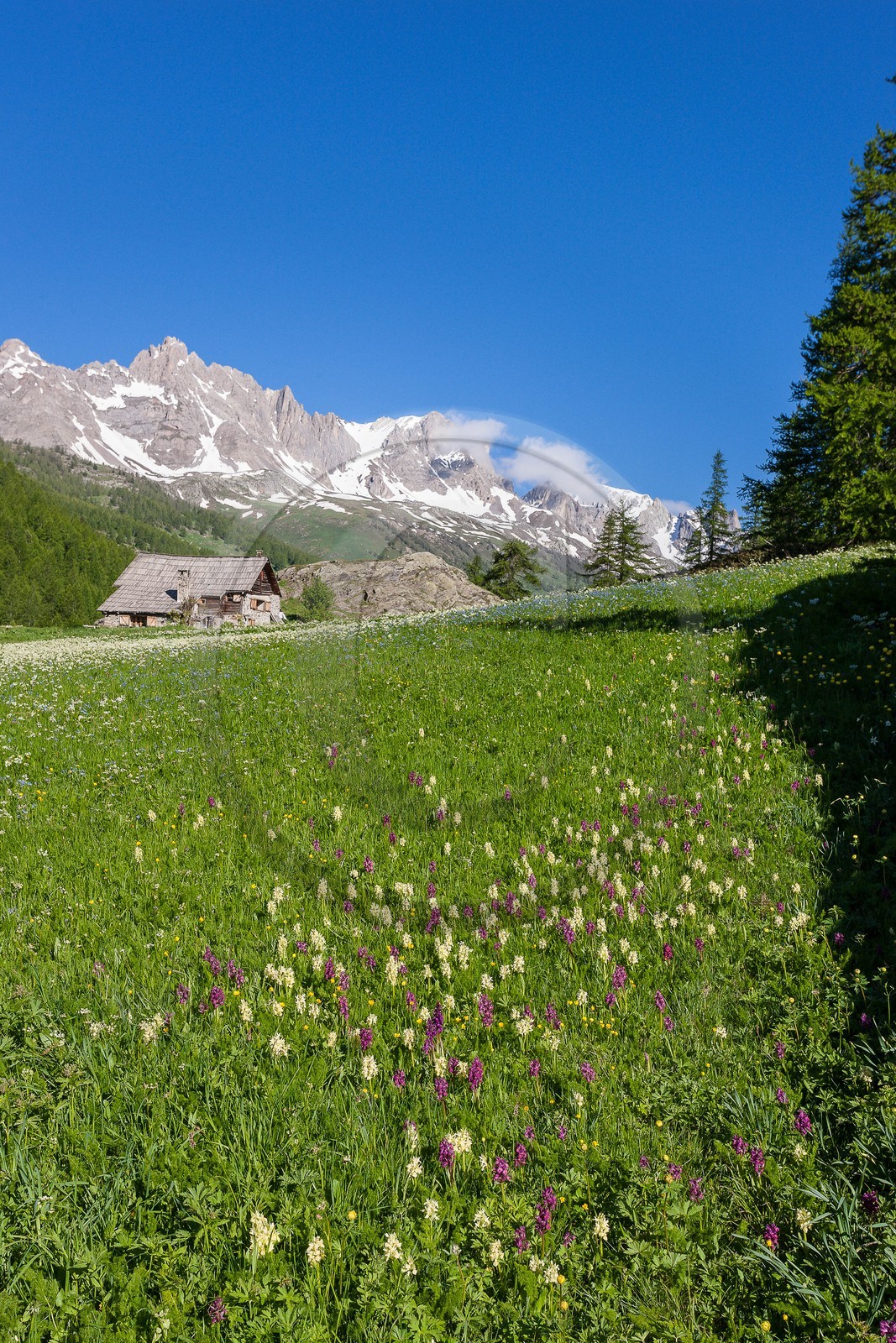 Chalets de Lacha Chalets de Lacha