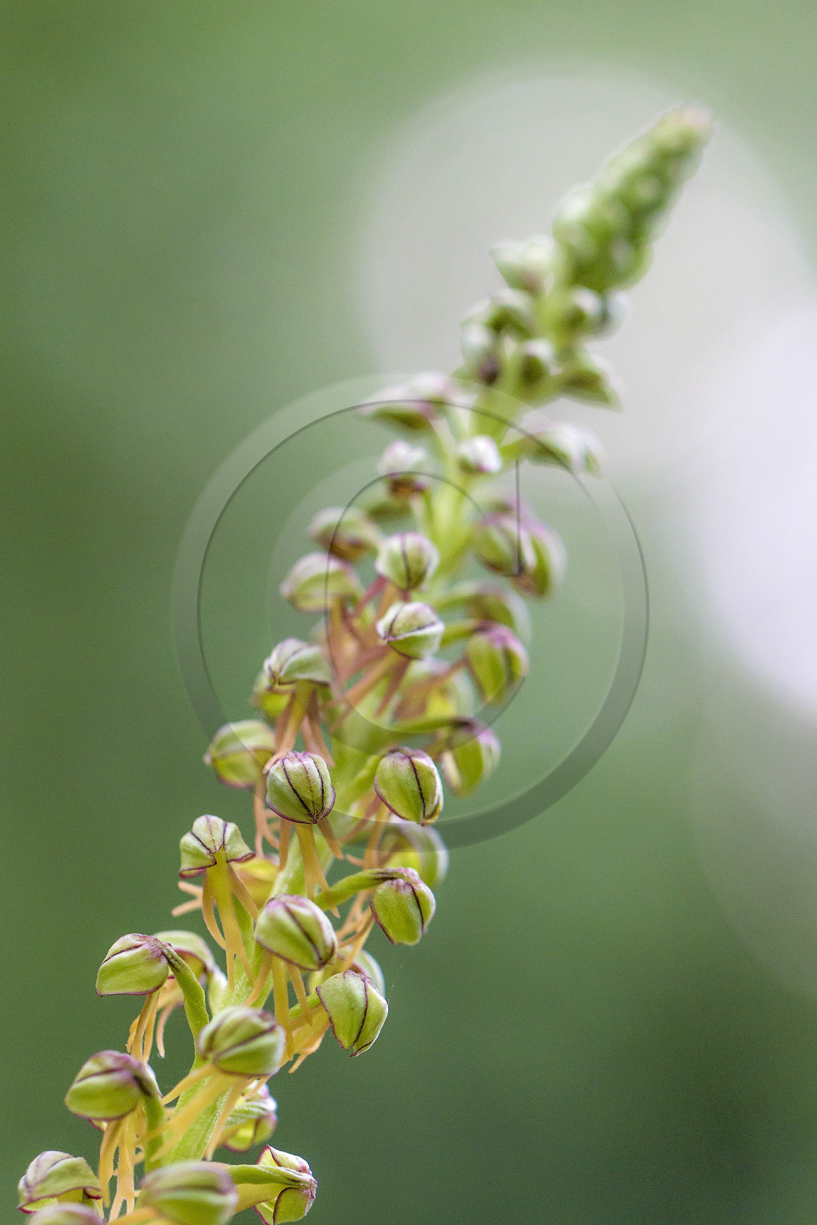 Terre Vivante, stage photo macro nature avec le photographe professionnel Bertrand Bodin Terre Vivante, stage photo macro nature avec le photographe professionnel Bertrand Bodin
