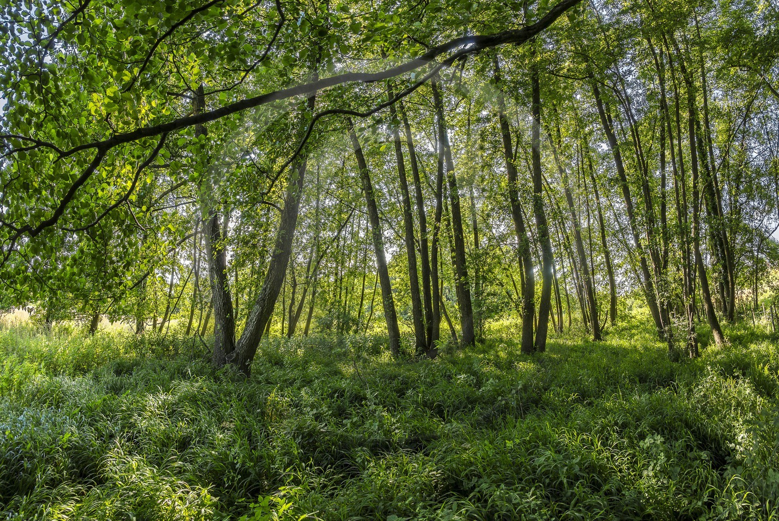 ENS de l'Isère, Zone humide de la Merlière