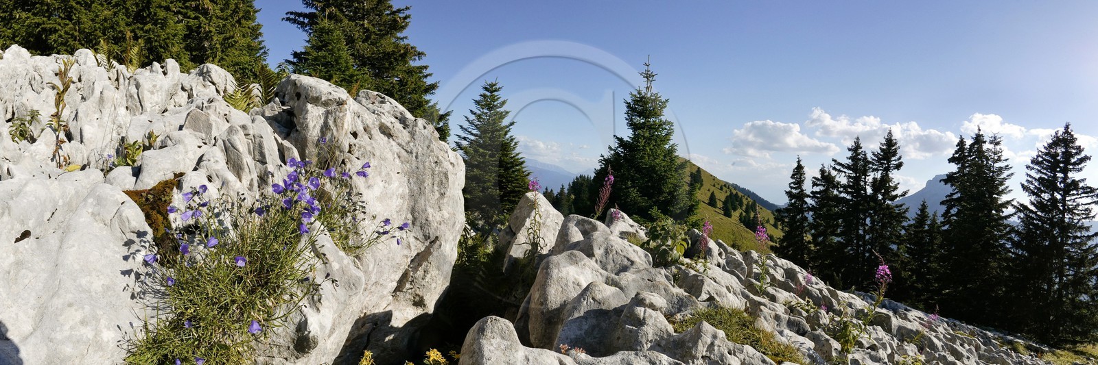 Espace naturel sensible de l'Isère, Col du Coq, Campanules dans Lapiaz Espace naturel sensible de l'Isère, Col du Coq, Campanules dans Lapiaz