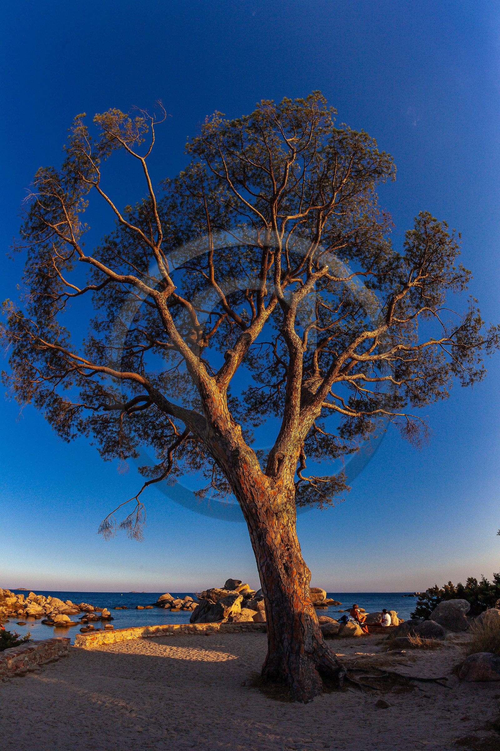 Porto-Vecchio, Palombaggia, pin parasol Porto-Vecchio, Palombaggia, pin parasol