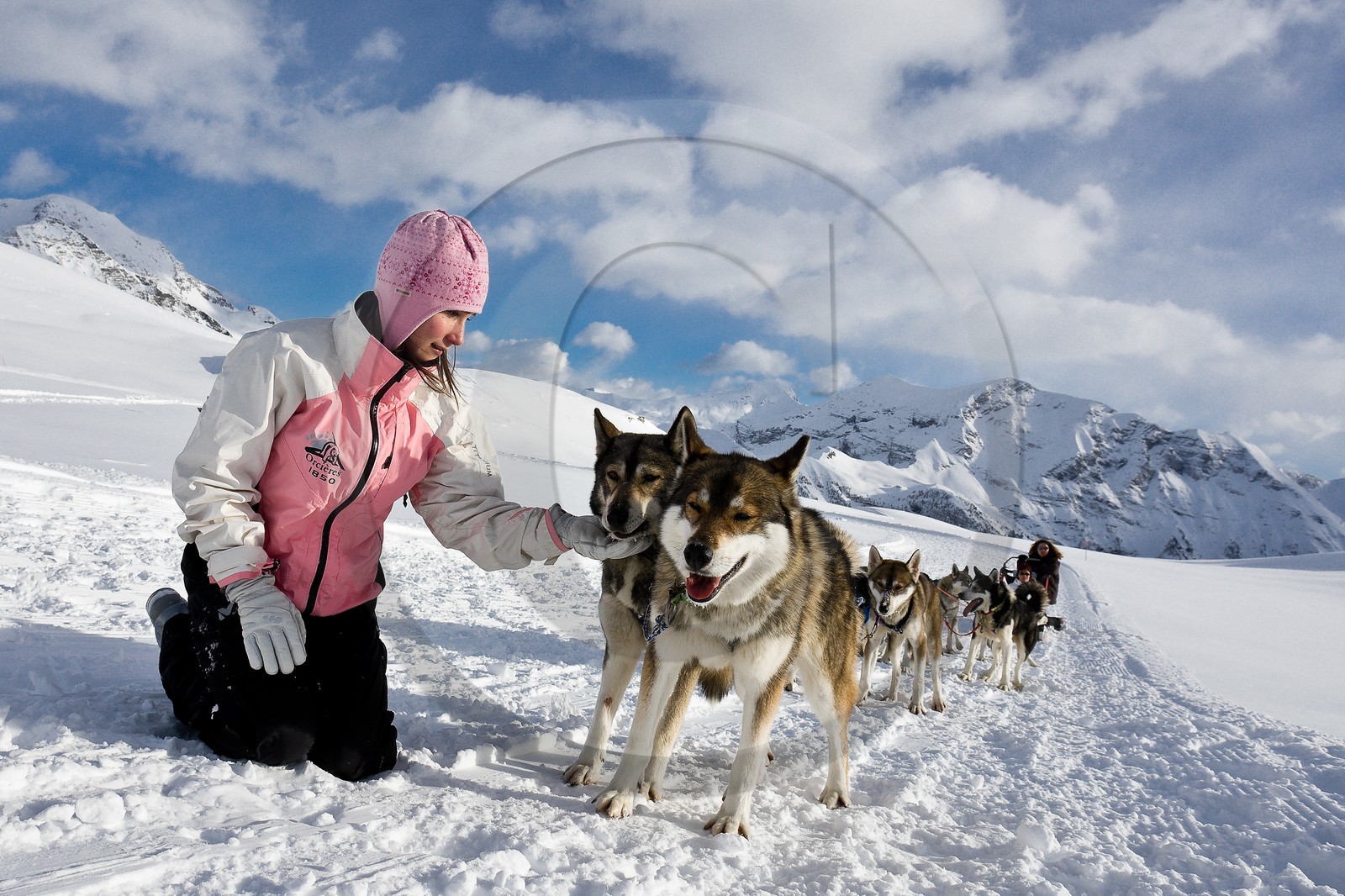 Chiens d'attelage