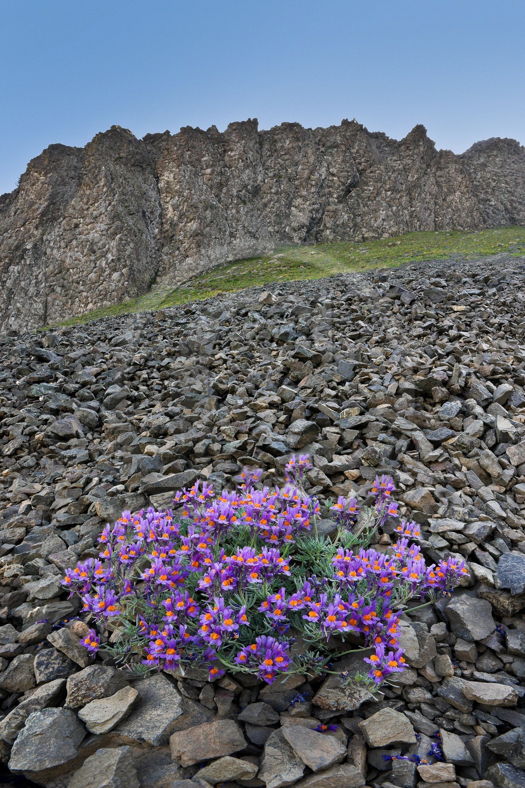 Linaire des Alpes, Linaria alpina