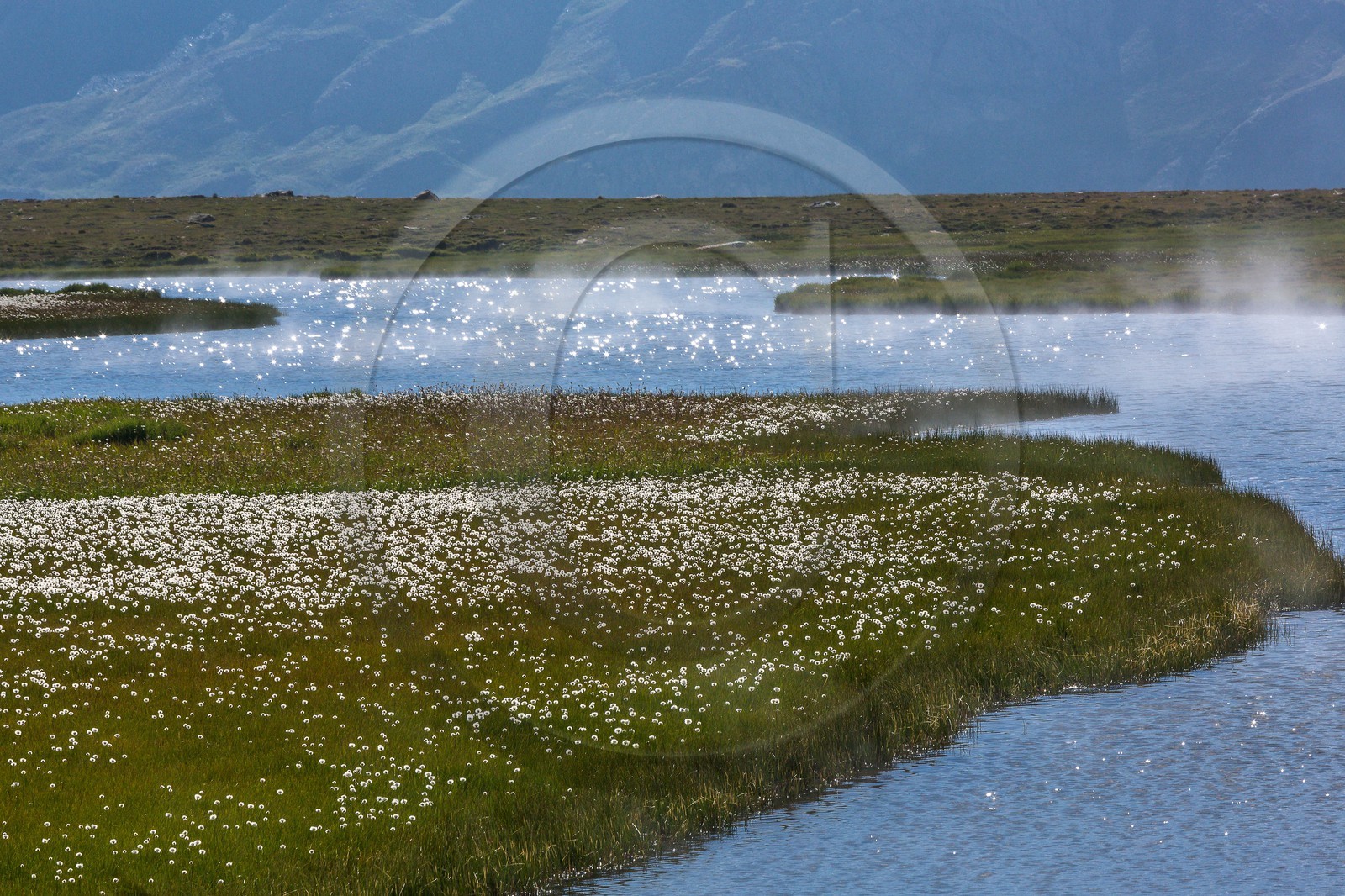 col du Longet, Lac du Longet, linaigrette col du Longet, Lac du Longet, linaigrette