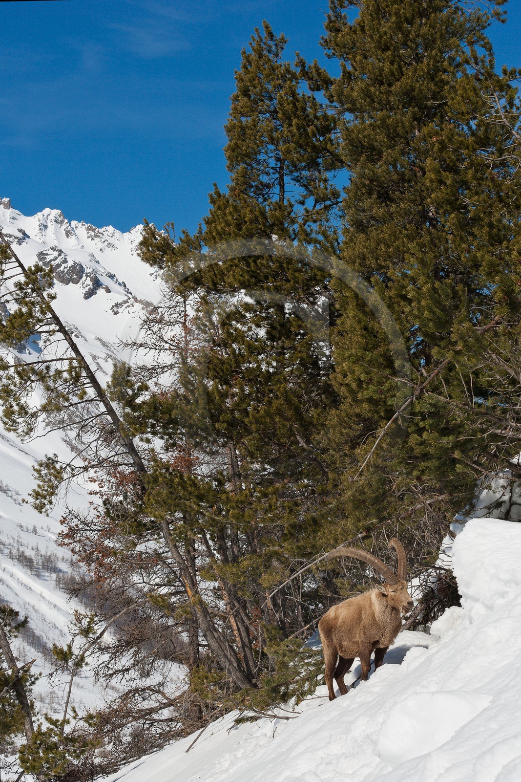 Bouquetin, ou bouquetin des Alpes (Capra ibex)  -