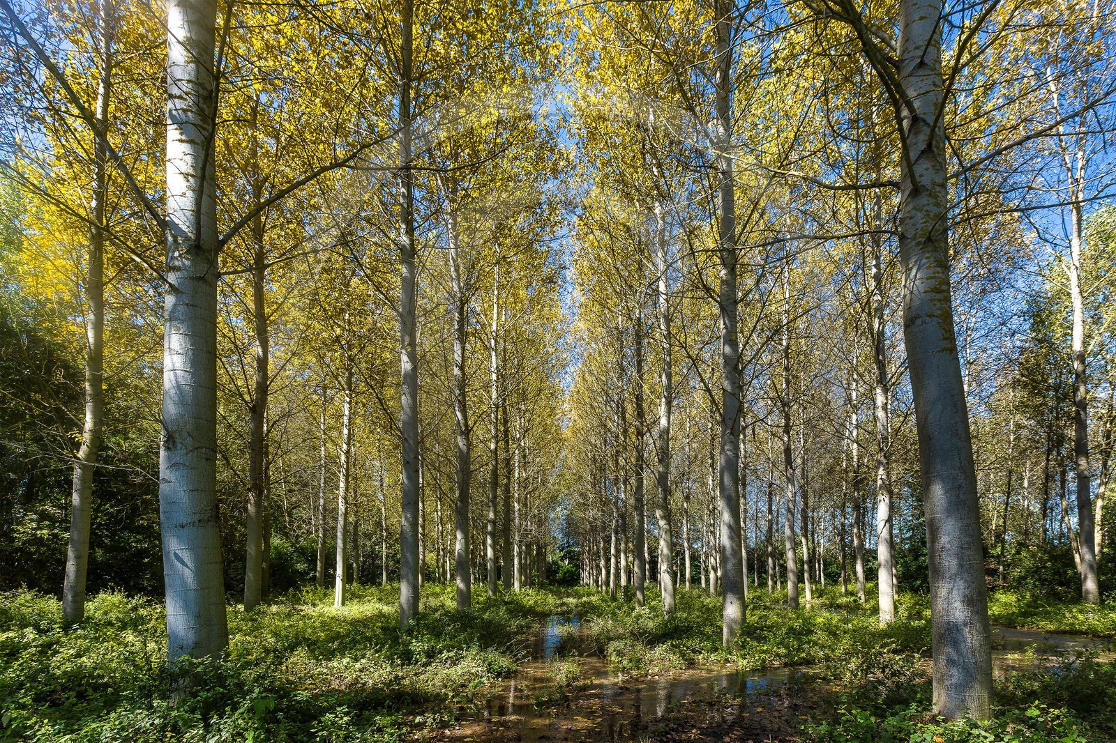 ENS de l'Isère, Les Fontaines de Beaufort ENS de l'Isère, Les Fontaines de Beaufort