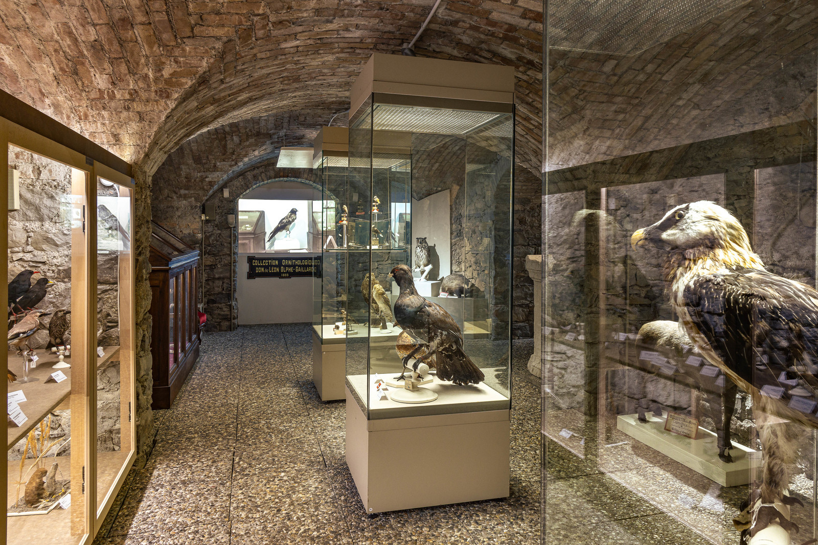 Musée Muséum départemental des Hautes-Alpes, collections d’animaux naturalisés