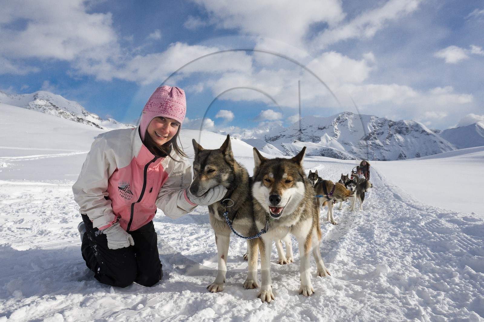 Chiens d'attelage