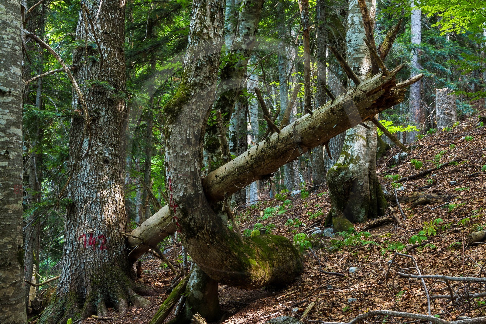 Bois du Chapitre, forêt domaniale de Gap-Chaudun