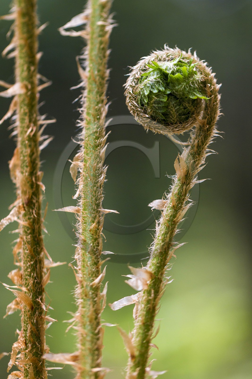 ENS de l'Isère, Marais des Seiglières