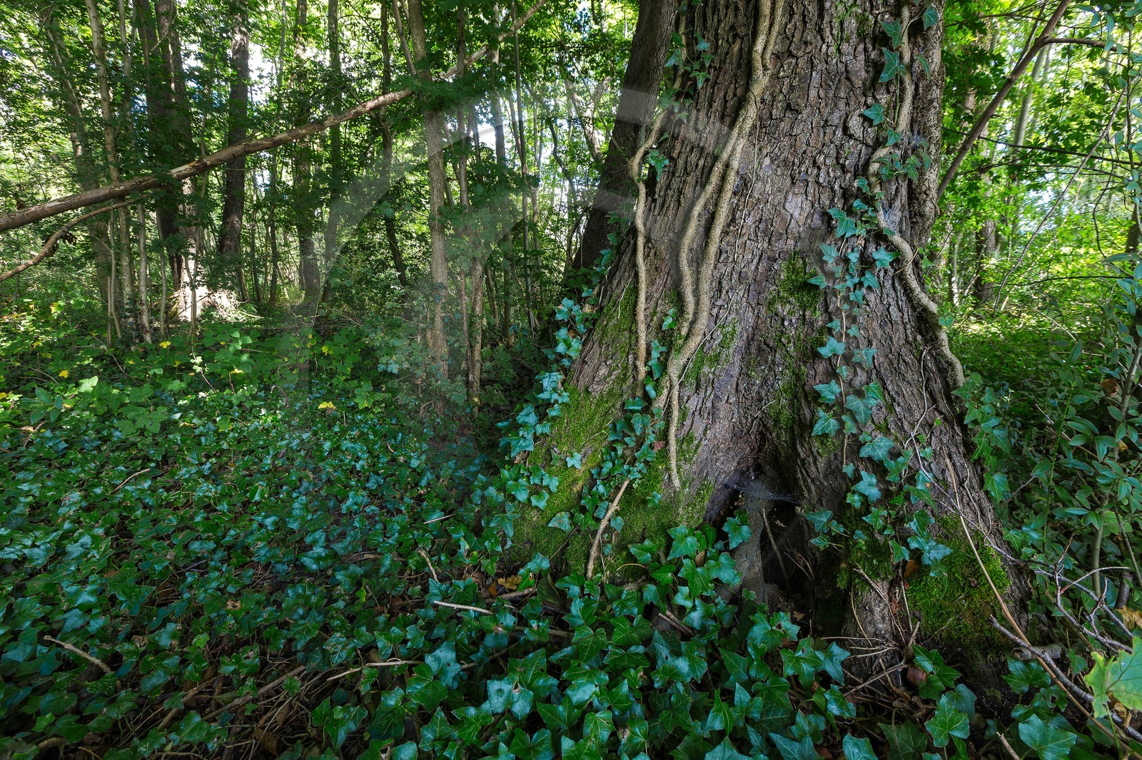 ENS de l'Isère, Boucle des Moïles ENS de l'Isère, Boucle des Moïles
