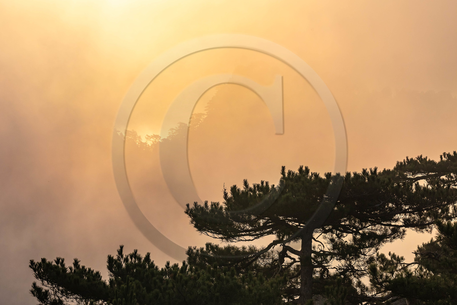Les Aiguilles de Bavella (forchi di Bavedda ) Les Aiguilles de Bavella (forchi di Bavedda )
