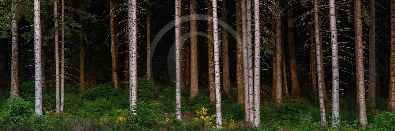 ENS de l'Isère, Marais des Seiglières