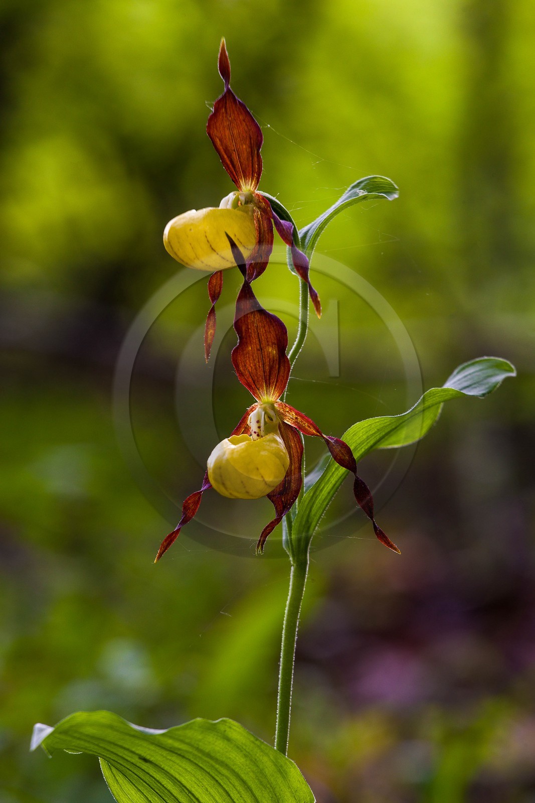Sabot de Vénus, Cypripedium calceolus