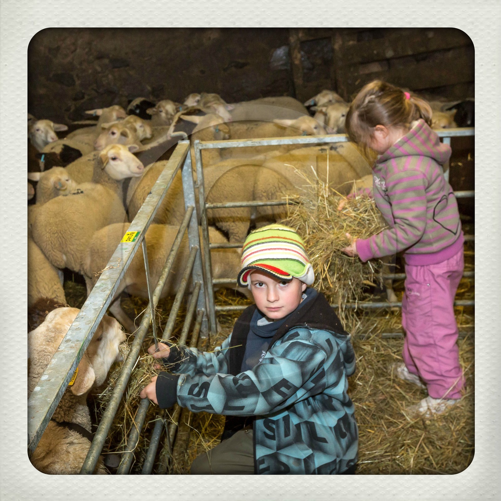 Le Desert, Christine Hustache et Yves Puissant avec leurs enfants Manon et Gaspard, éléveurs ovins