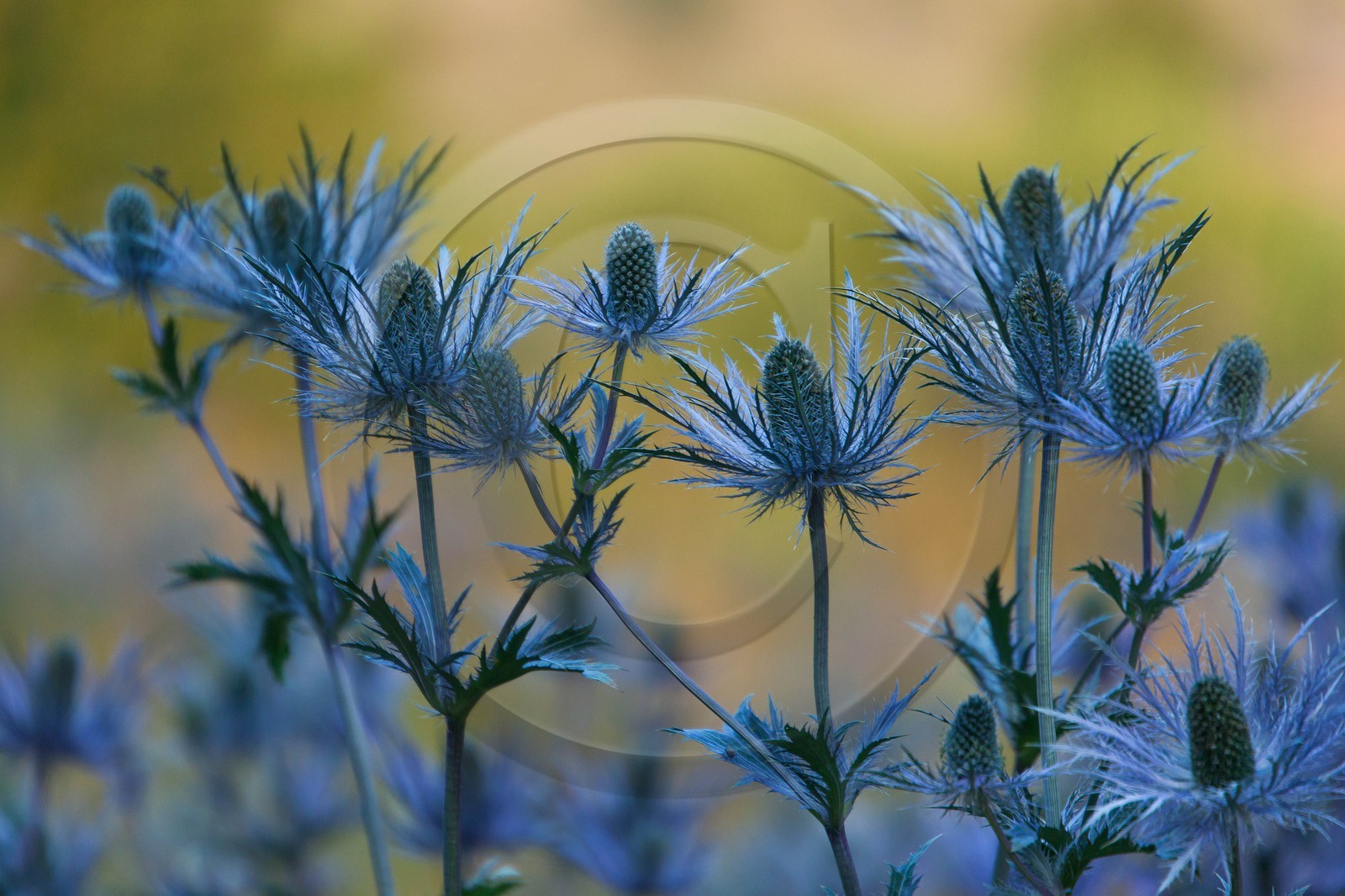 Chardon Bleu, Panicaut des Alpes, Eryngium alpinum Chardon Bleu, Panicaut des Alpes, Eryngium alpinum