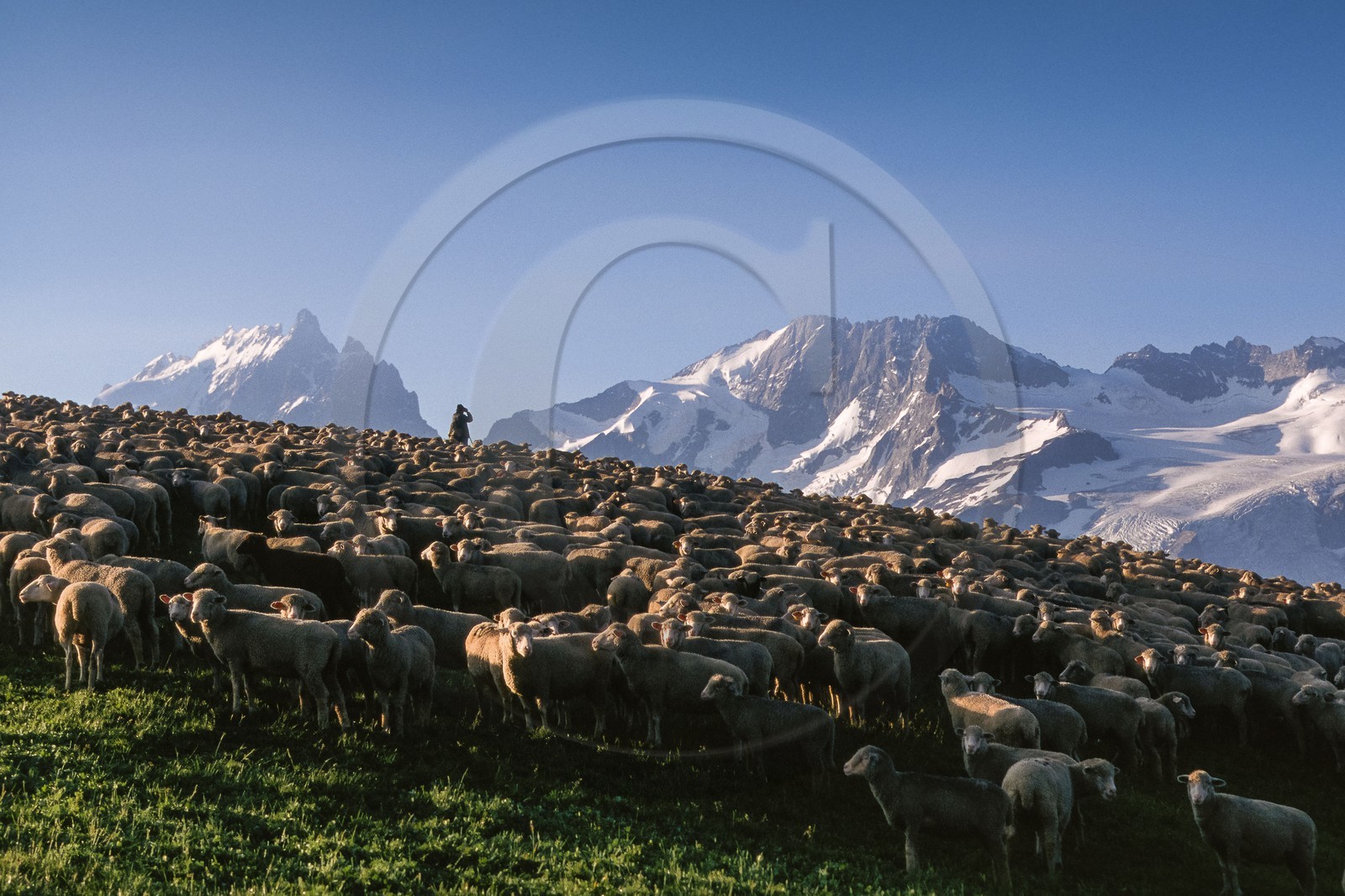 Alpage du plateau d'Emparis