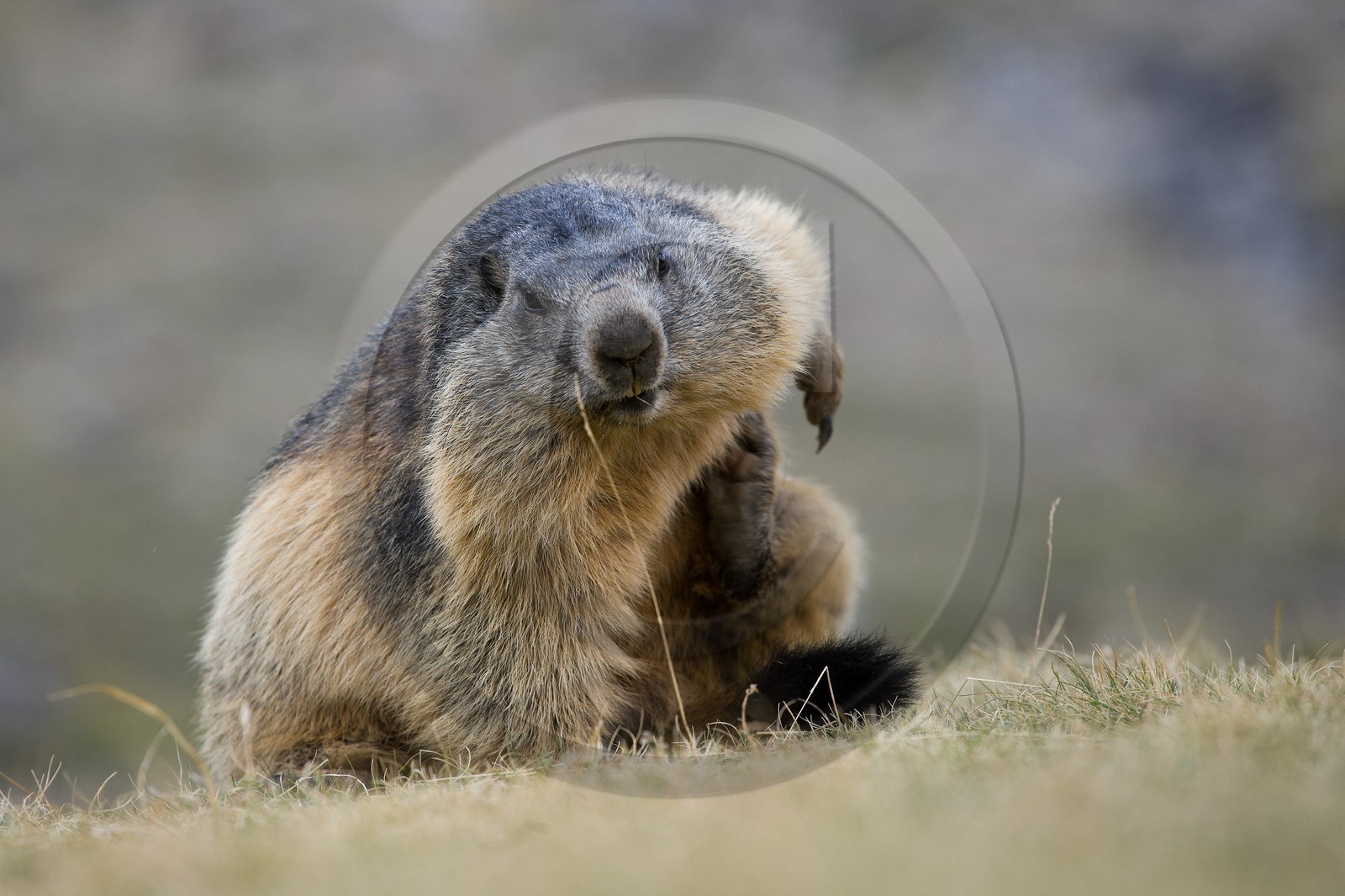 Marmotte des Alpes ( Marmota marmota ) Marmotte des Alpes ( Marmota marmota )