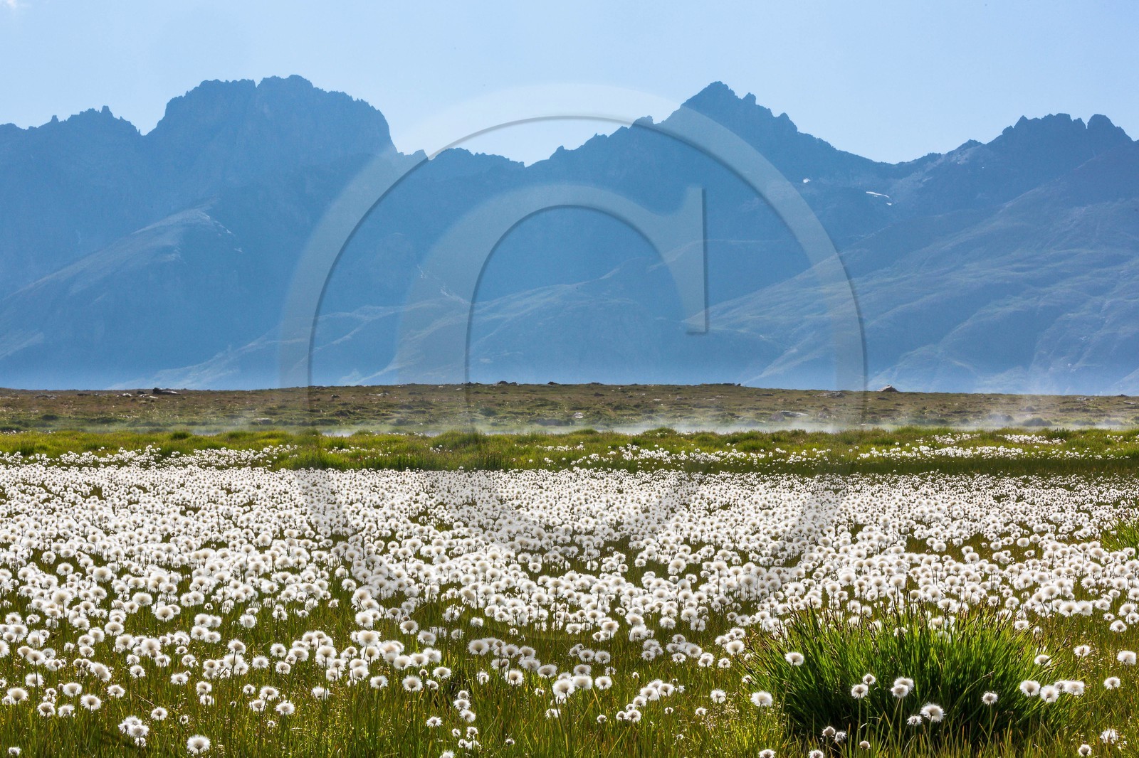 col du Longet, Lac du Longet, linaigrette