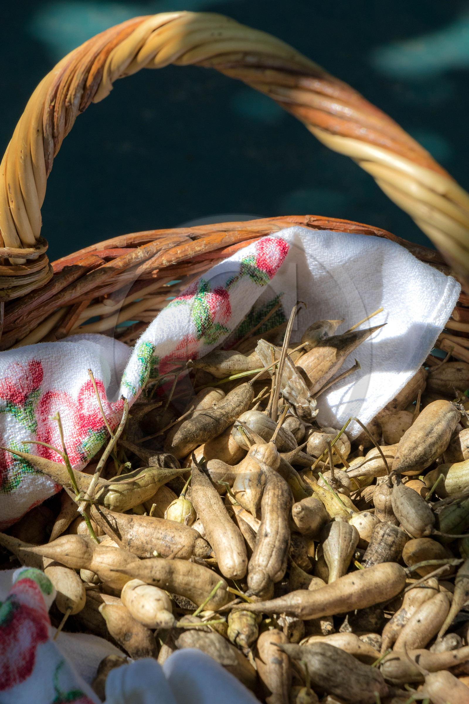 Graines de radis noir