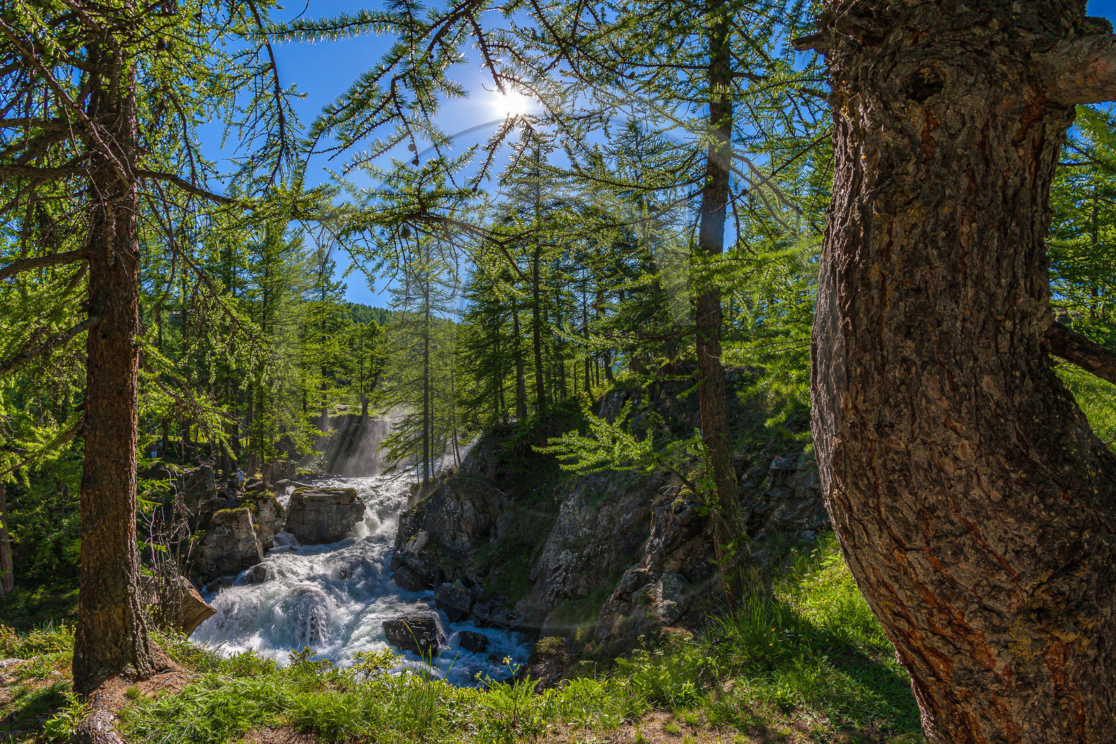 Mélezein à la Cascade de Fontcouverte