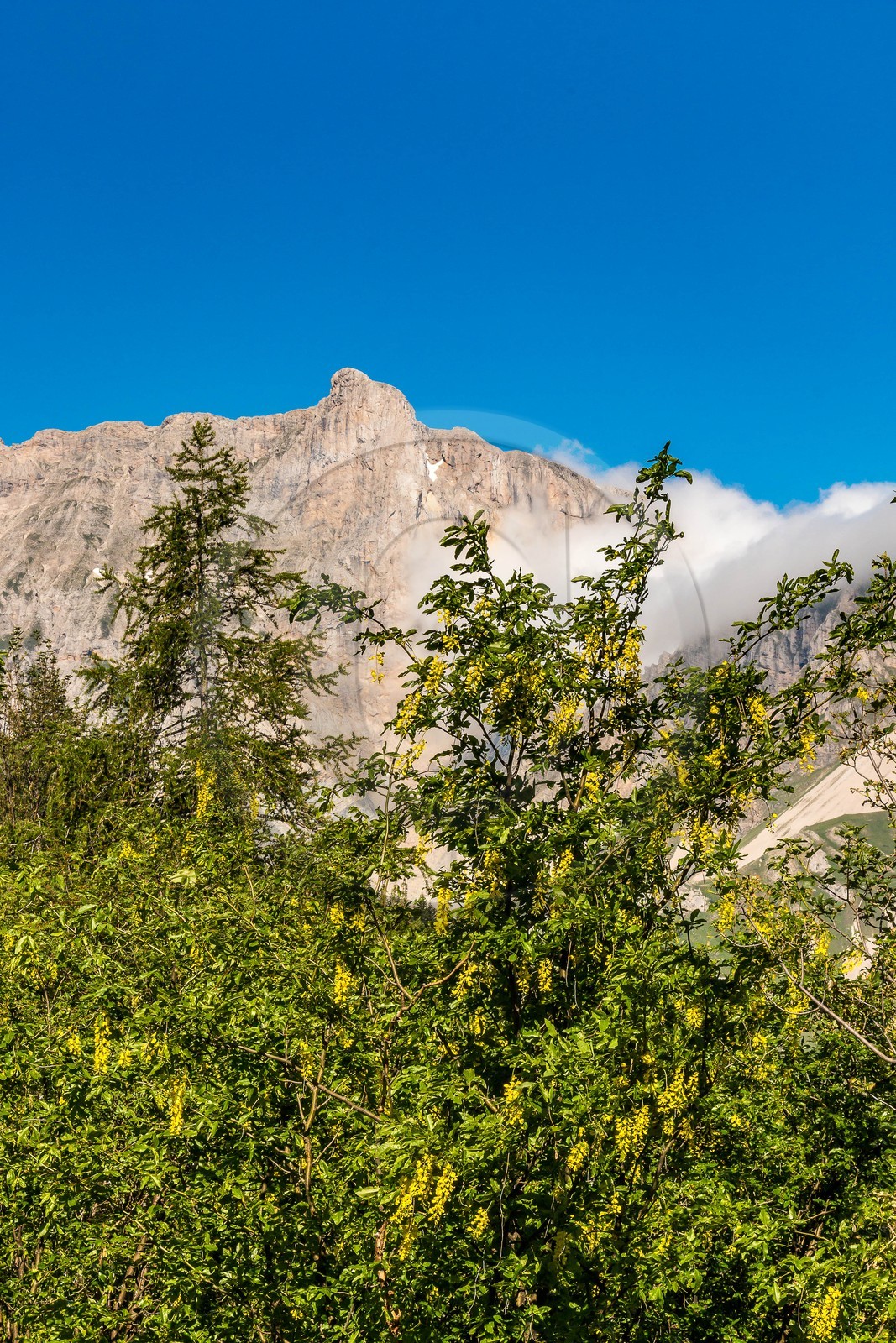 Bois du Chapitre, forêt domaniale de Gap-Chaudun Bois du Chapitre, forêt domaniale de Gap-Chaudun
