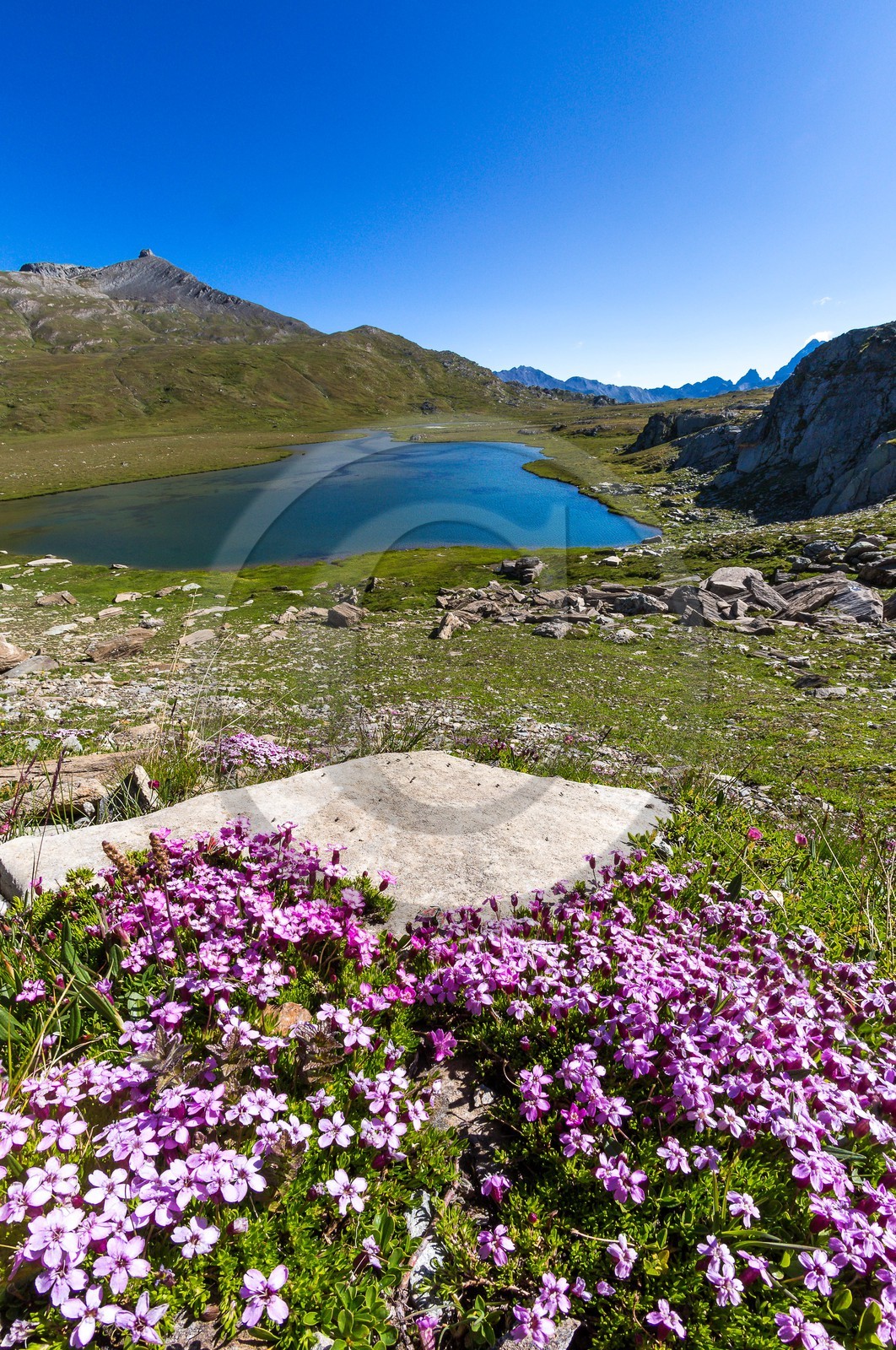 col du Longet, Lac du Longet, silène acaule (Silene acaulis) et col du Longet, Lac du Longet, silène acaule (Silene acaulis) et