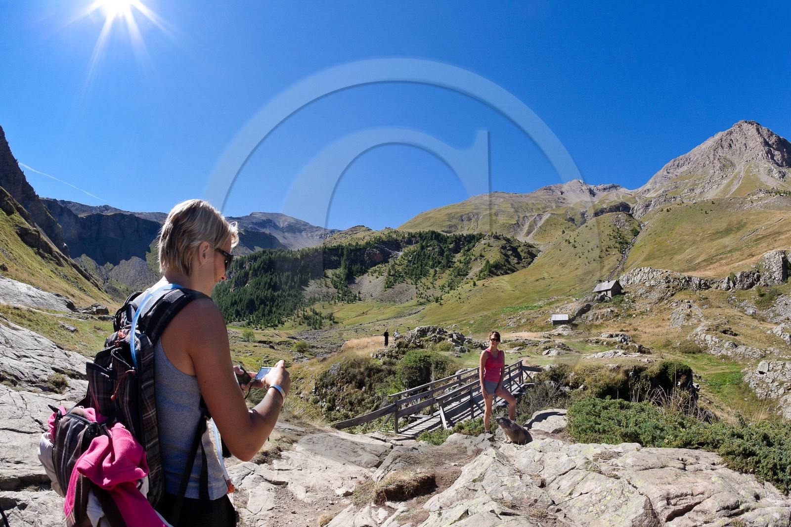 Randonnée vers le Saut du Laire, marmotte