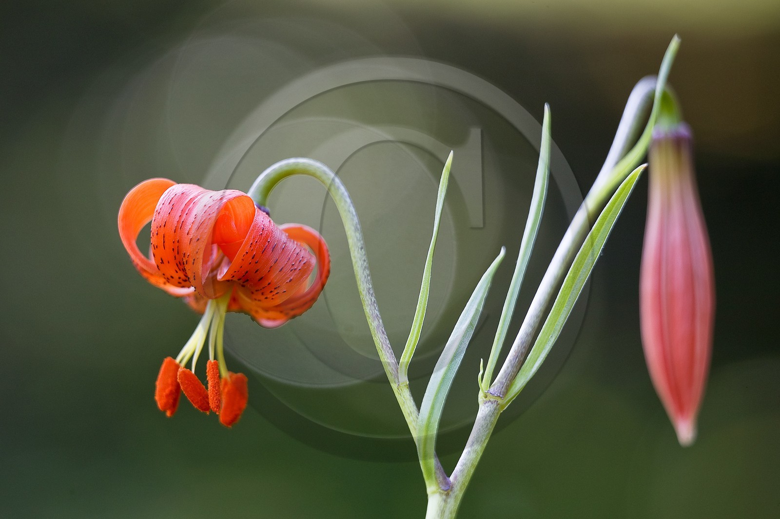 Lis pompon, Lilium pomponium