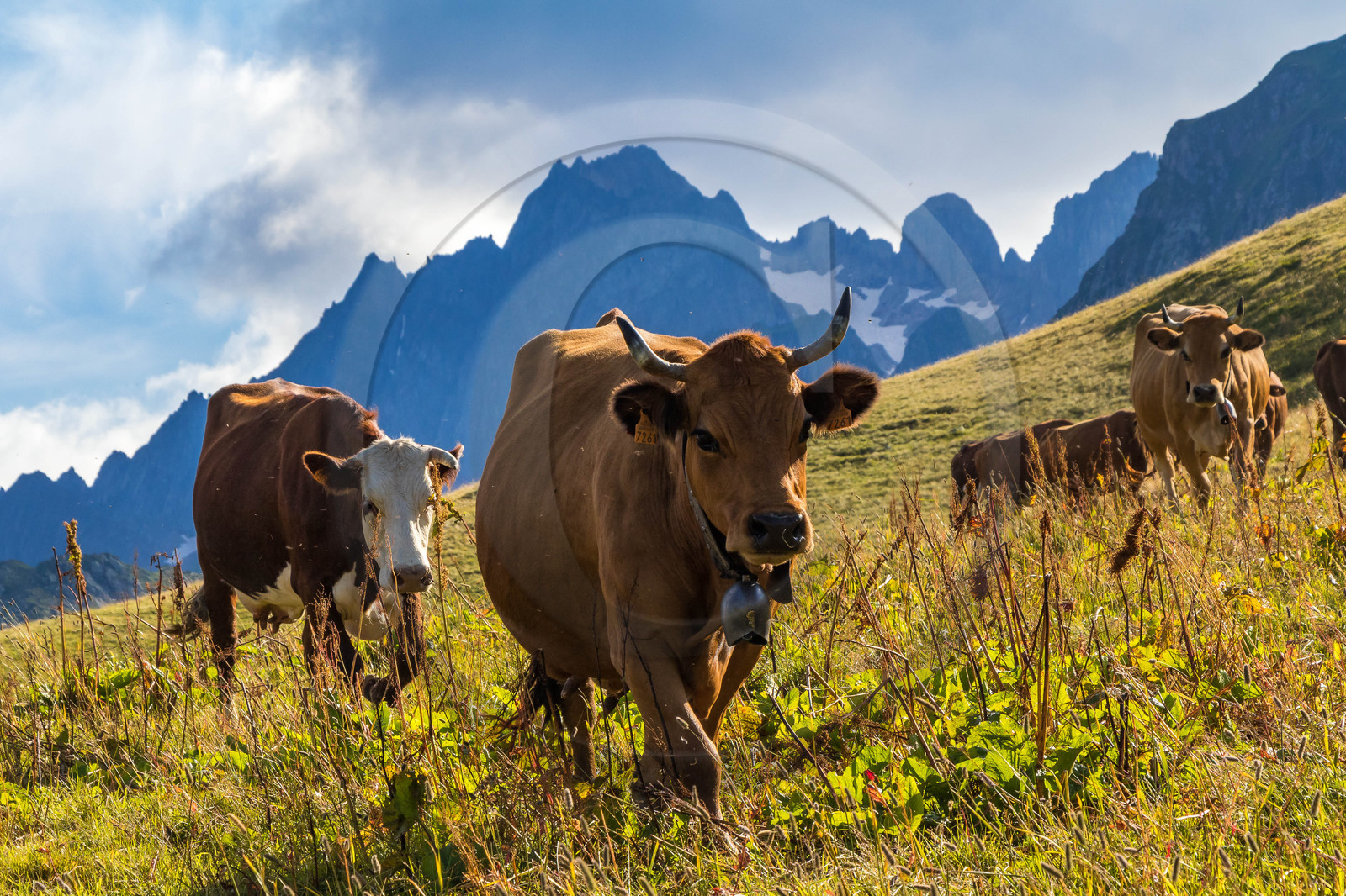 Alpage de l'Arpettaz