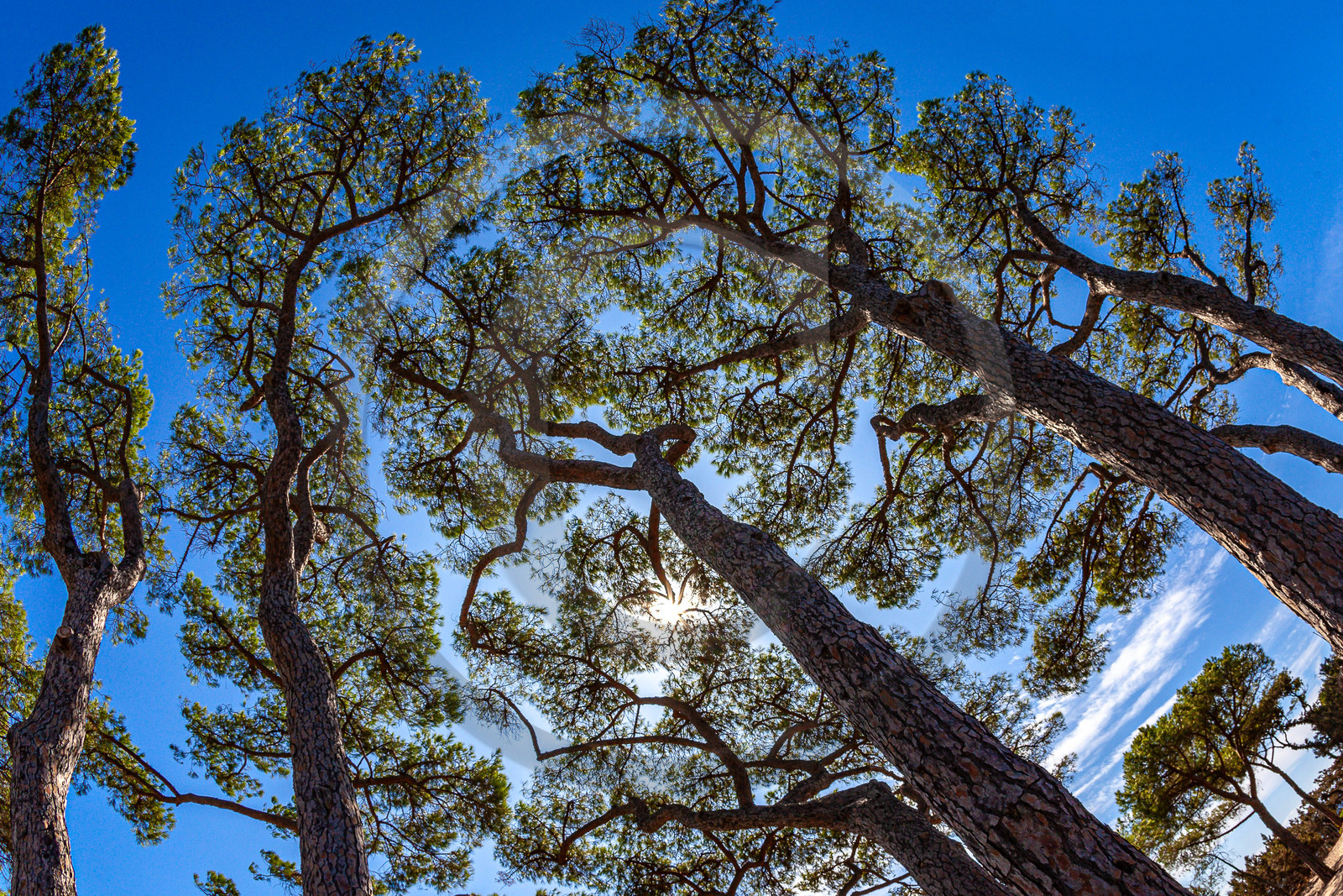 Porto-Vecchio, Palombaggia, pin parasol Porto-Vecchio, Palombaggia, pin parasol