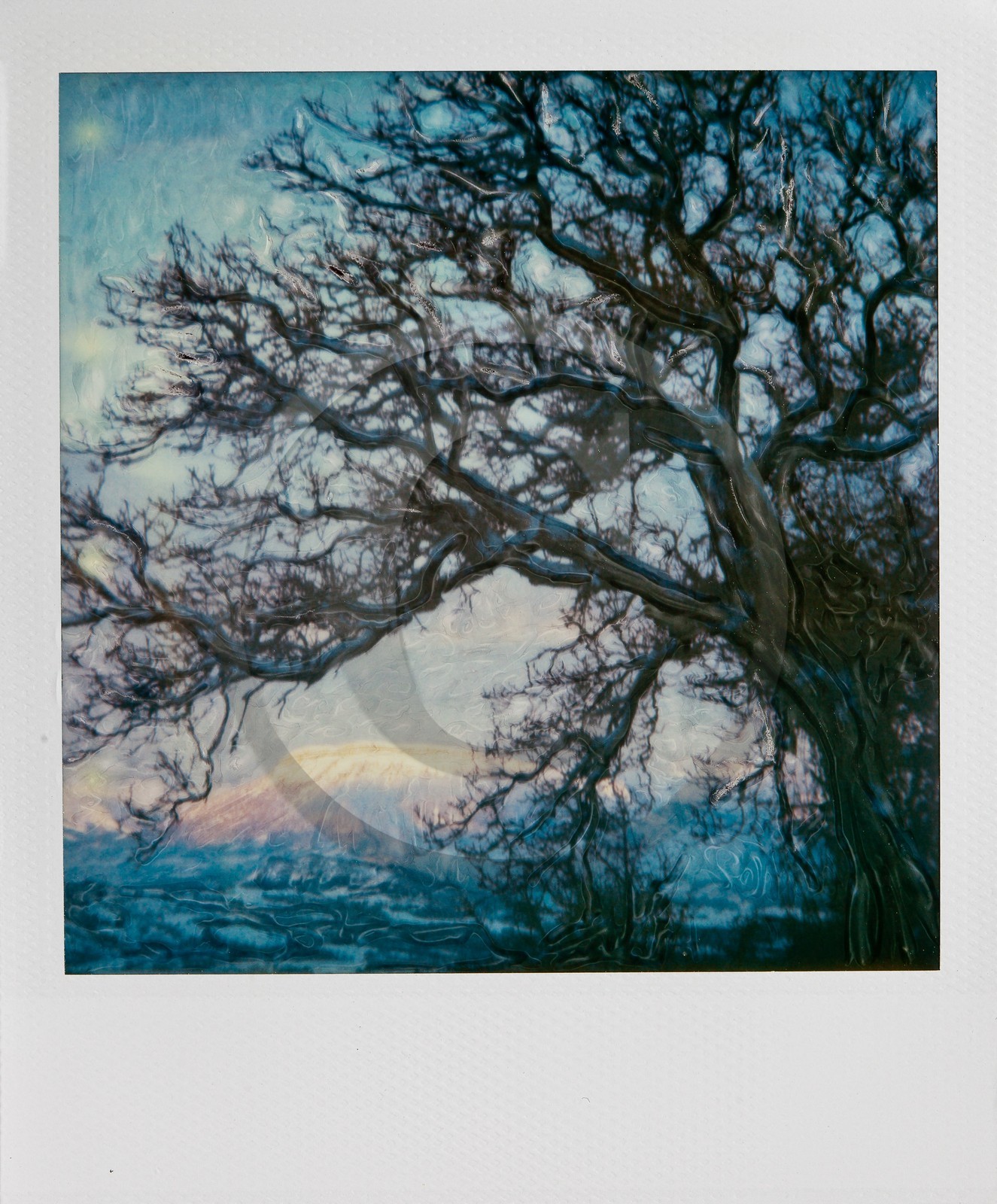 Exposition Arbres et petites forêts, éloge de la biodiversité Exposition Arbres et petites forêts, éloge de la biodiversité