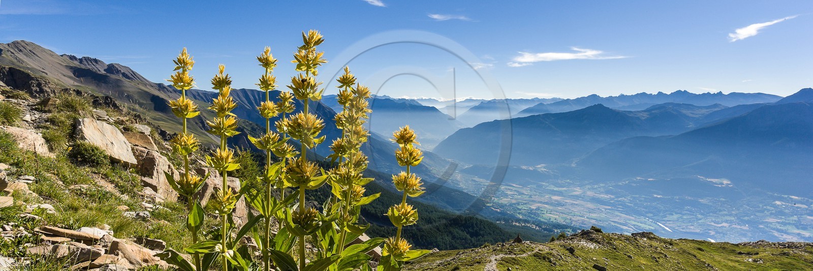 Gentiane jaune, Gentiana lutea