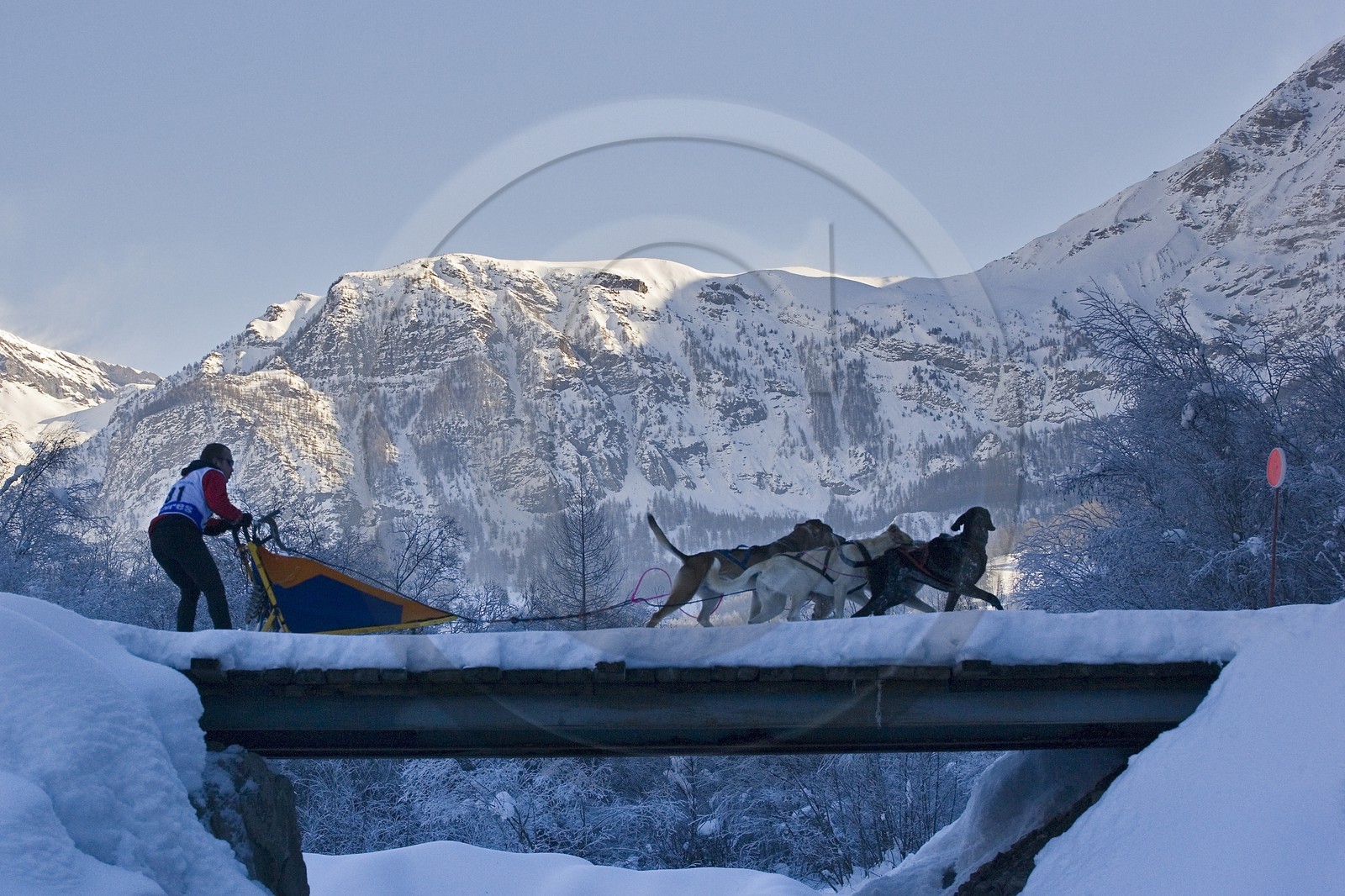 Chiens d'attelage