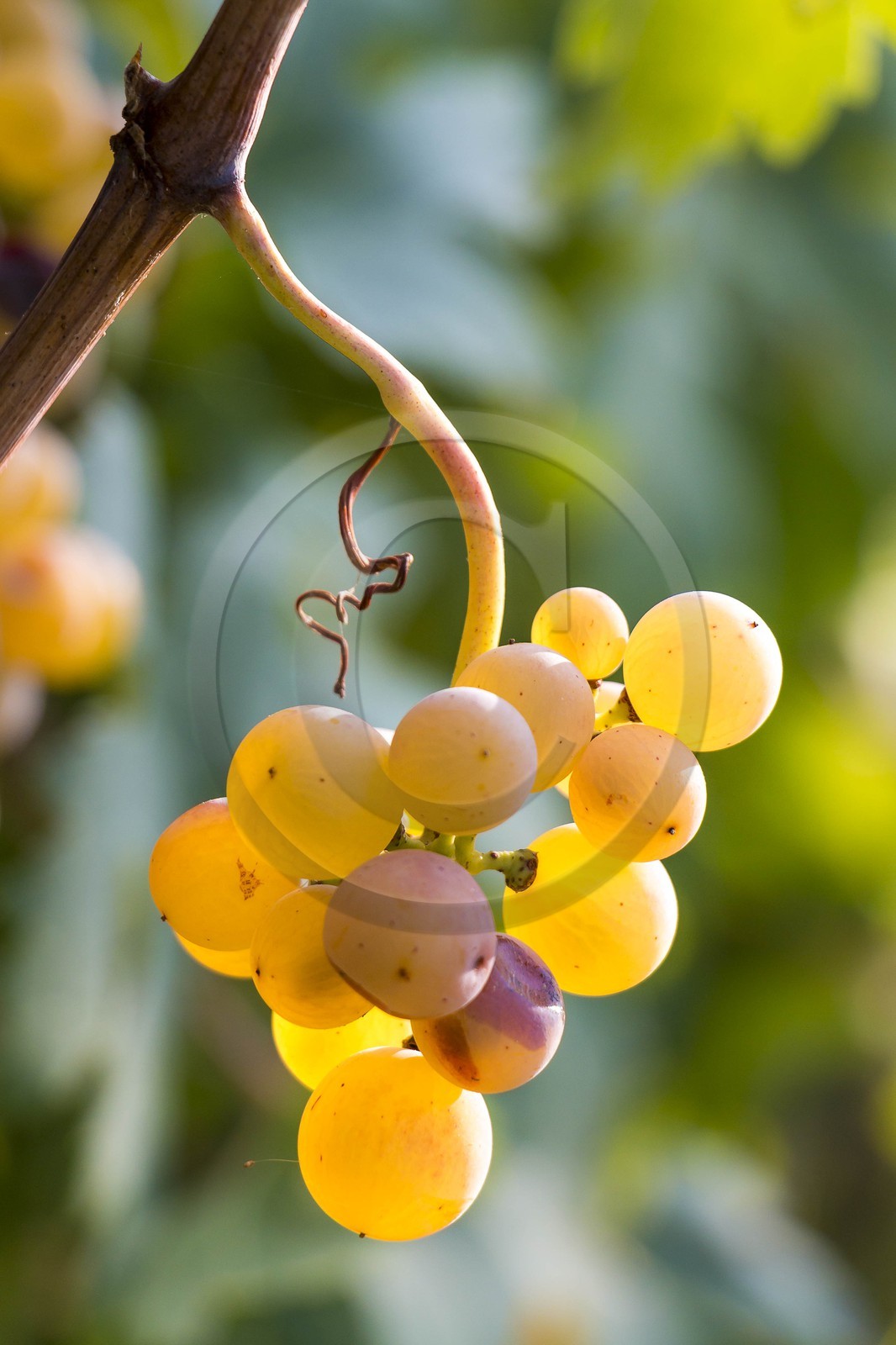 Vignoble de Saint-Jeannet, propriétaire récoltant Denis Rasse Vignoble de Saint-Jeannet, propriétaire récoltant Denis Rasse