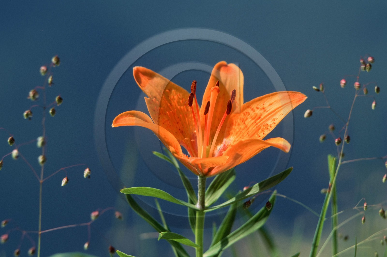 Lis orangé, Lilium bulbiferum subsp. croceum