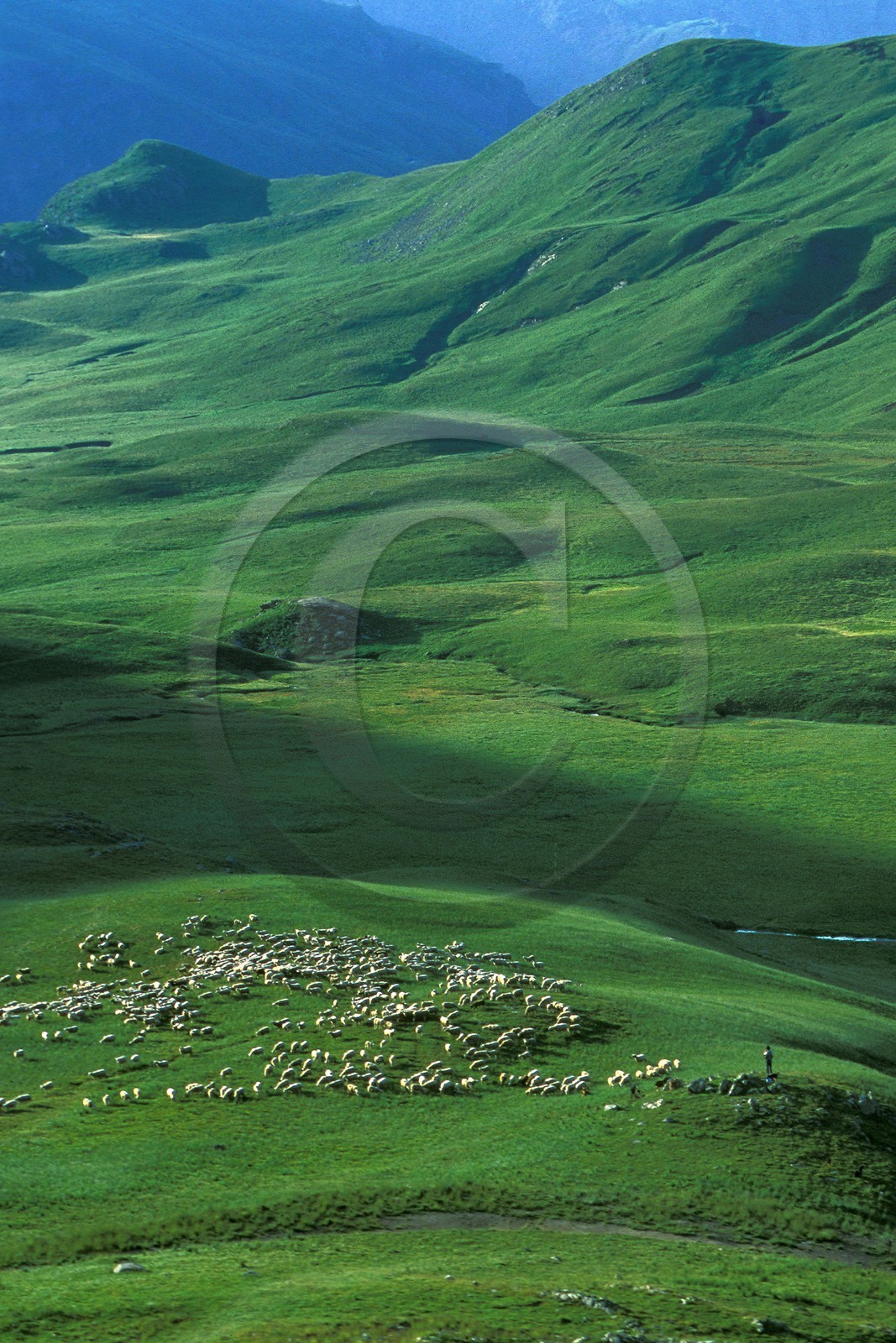 Alpage de Jujal, Le Bailou, berger Alpage de Jujal, Le Bailou, berger