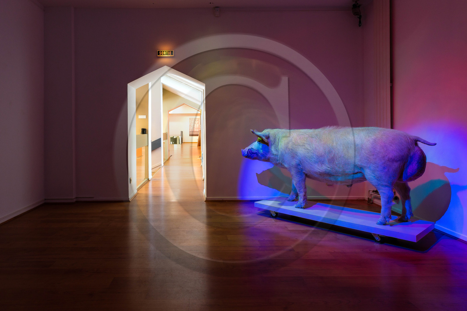 Gap, Musée Muséum départemental des Hautes-Alpes