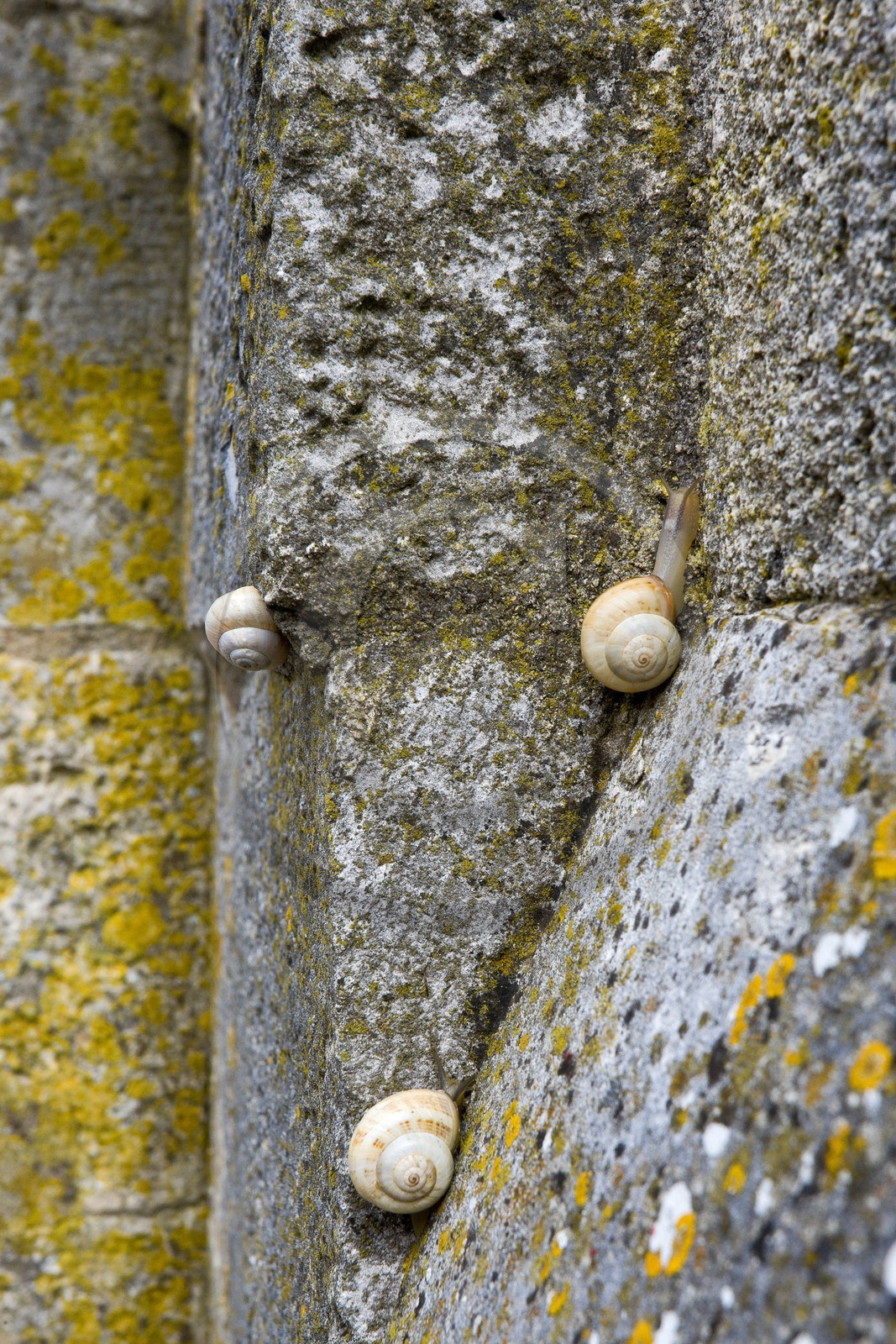 Saint-Martin-de-Ré, Fortifications Vauban inscrites au patrimoi Saint-Martin-de-Ré, Fortifications Vauban inscrites au patrimoi
