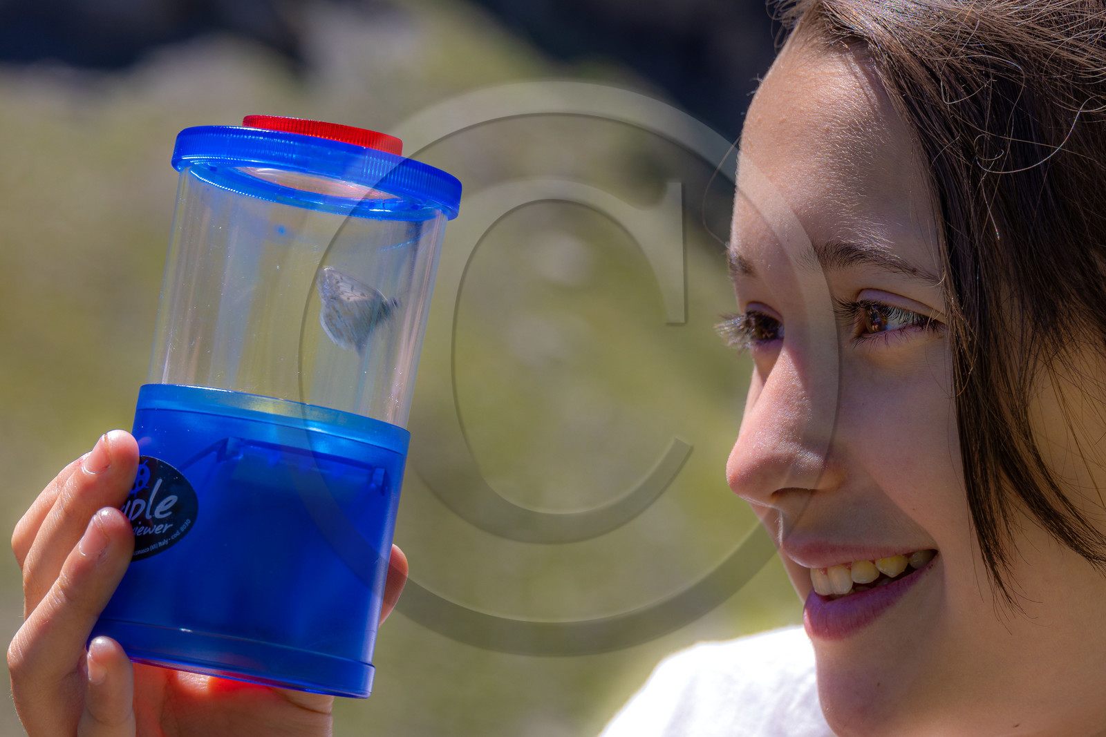 Observation de papillon Observation de papillon