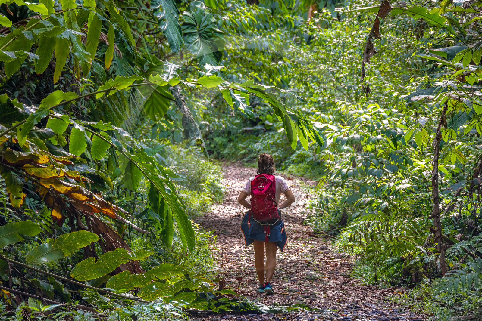 Forêt tropicale, Parc national de la Guadeloupe Forêt tropicale, Parc national de la Guadeloupe