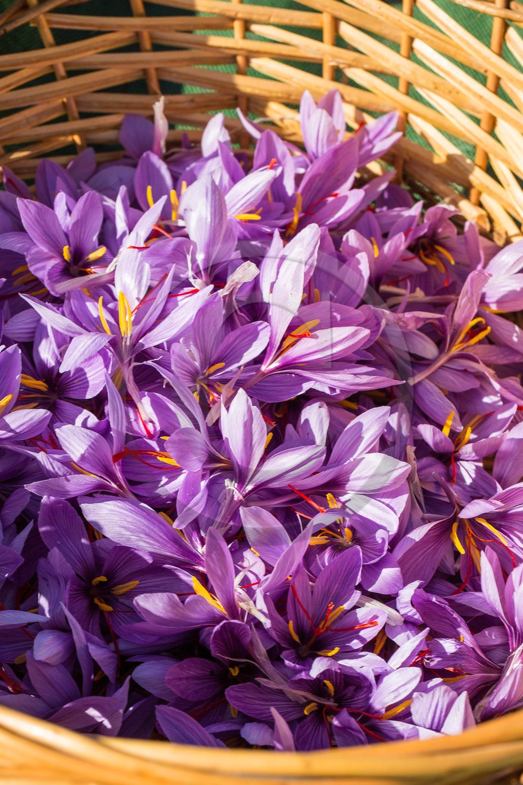 Carole Prost cultive du safran qui ensoleille ses créations