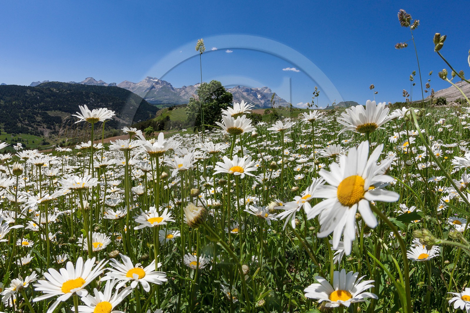 Marguerite commune, Leucanthemum vulgare