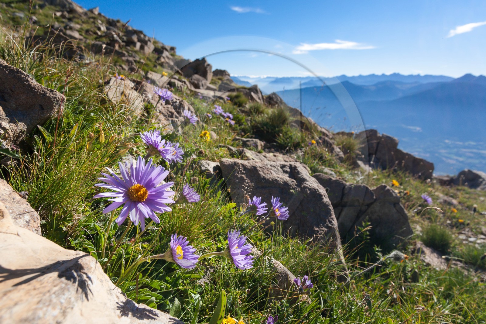 Aster des Alpes, Aster alpinus