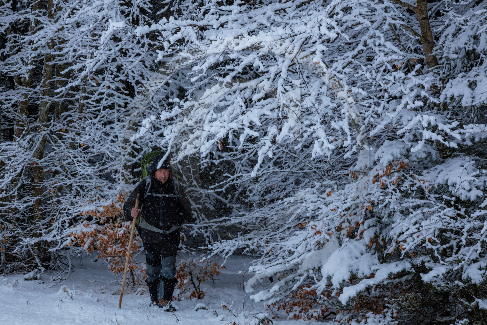 Film : La vallée des loups Film : La vallée des loups