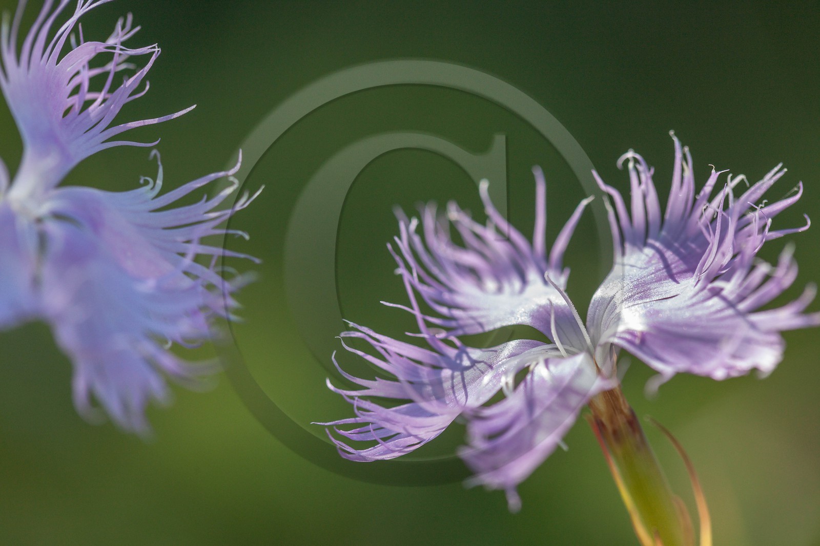 Œillet de Montpellier, Dianthus hyssopifolius