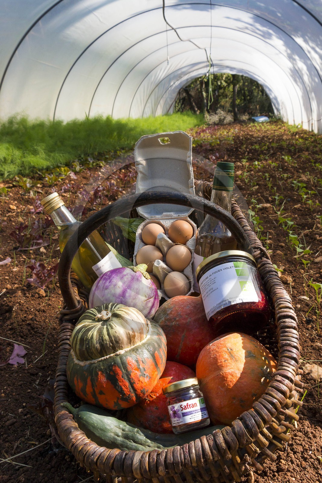 Entre Terre et Miel, Julien Ancel, apiculteur, agriculteur, maraichage Entre Terre et Miel, Julien Ancel, apiculteur, agriculteur, maraichage